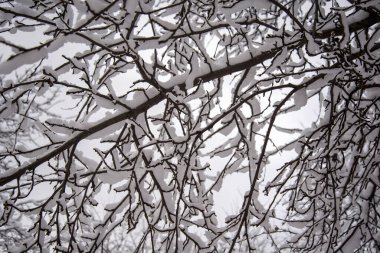 Kış bahçesinde, kardaki ağaç dalları, yakın plan.