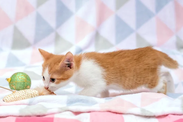 Cute Red White Kitten Home Bedspread Playing — 图库照片