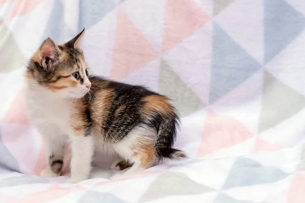 Cute Funny Beautiful Tricolor Kitten Home Bedspread — Stock Photo, Image