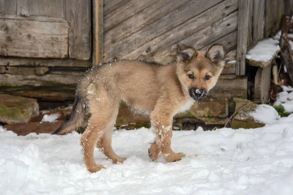 Şirin komik köpek, genç köpek kışın bahçede karda.