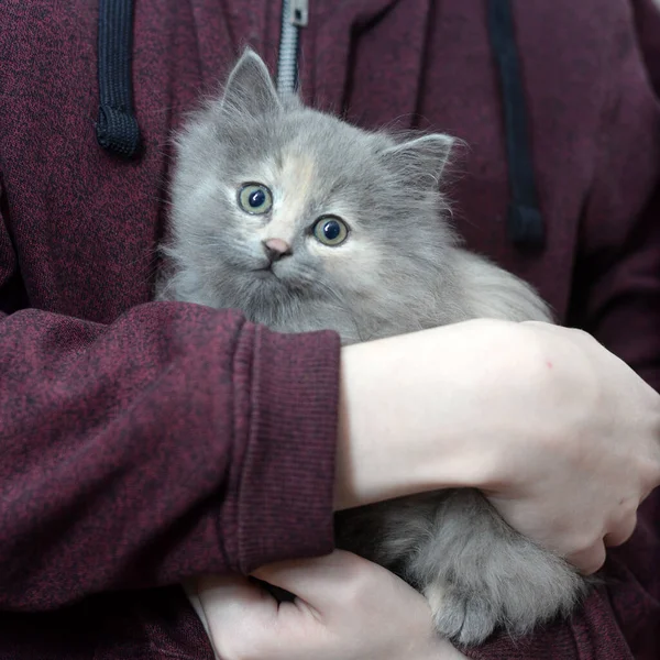 Cute Funny Beautiful Fluffy Gray Kitten Your Hands — Stock Photo, Image