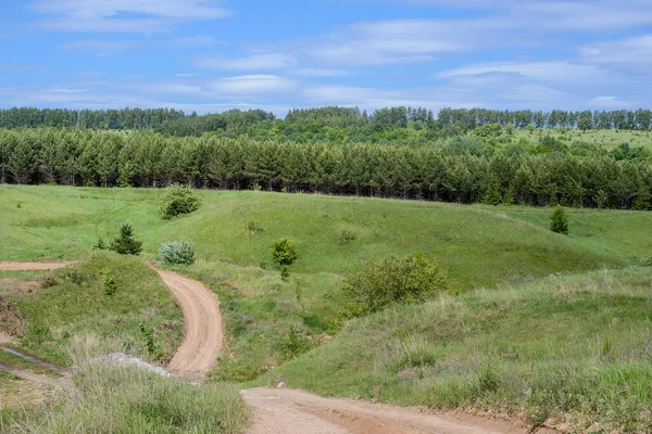Bir çayırlı yaz manzarası, bir köknar ormanı ve mavi gökyüzü arka planında toprak bir yol.