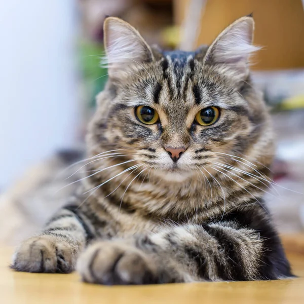 Portrait Beautiful Striped Fluffy Cat Lying Home — Foto Stock