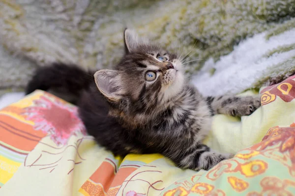 Niedliche Kleine Flauschige Kätzchen Spielt Auf Dem Bett Und Schaut — Stockfoto