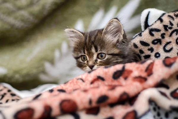 可爱的小猫躲在毛毯里 从那里往外看 — 图库照片