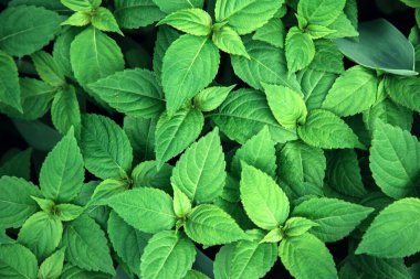 Parlak yeşil nane yapraklarının soyut arkaplanı