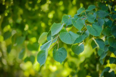 Güneşli yaz arkaplanı Ağaç dalında yeşil yapraklar