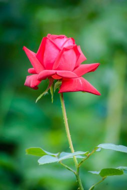 Bahçede büyük kırmızı bir gül. Yakın plan, bulanık yeşil bir arka plan.