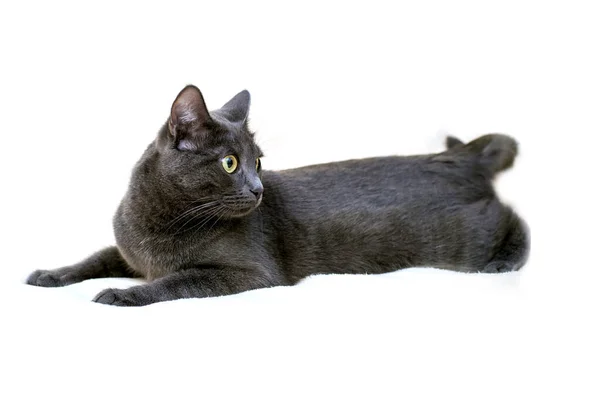 Gray Shorthair Cat Lies Isolate White Background — Stock Photo, Image