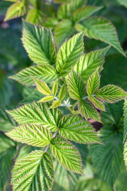 Ahududu ağacının yeşil desenli yaprakları yakın plan.