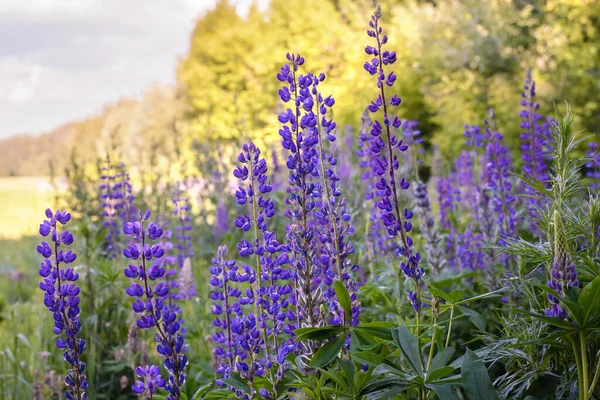 Een Groep Bloeiende Paarse Lupine Een Veld Zomer — Stockfoto