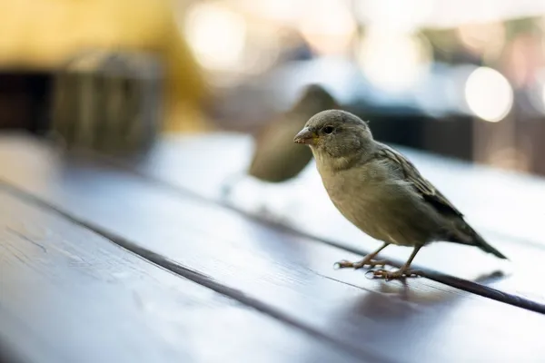 식탁에 놓인 카페에서 도시의 참새들. — 스톡 사진