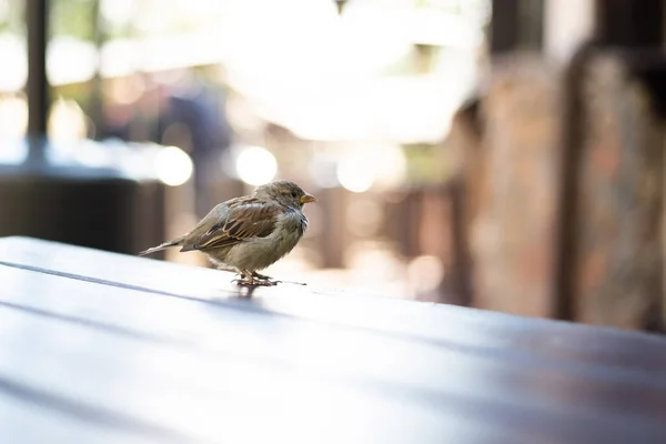 Urban sparrows in a cafe on the table. — Stock Photo, Image