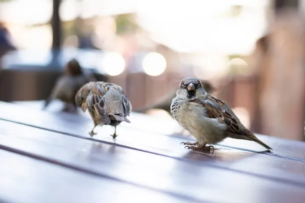 식탁에 놓인 카페에서 도시의 참새들. — 스톡 사진