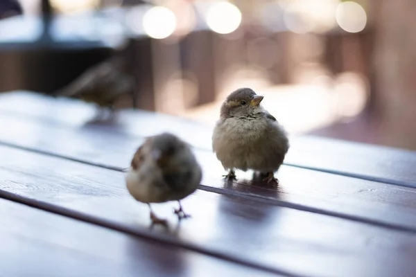 Urban sparrows in a cafe on the table. — Stock Photo, Image