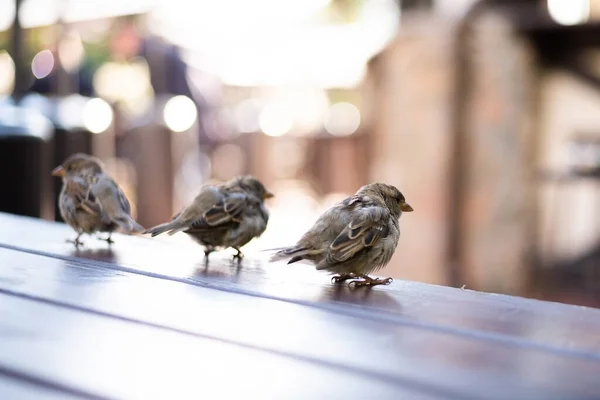 Urban sparrows in a cafe on the table. — Stock Photo, Image