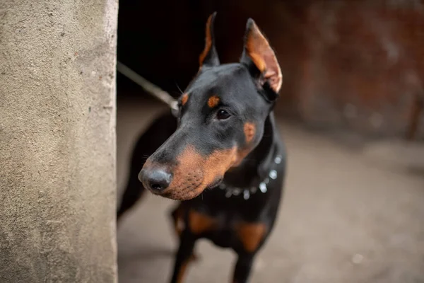 Doberman mira alrededor de la esquina de la vieja casa. —  Fotos de Stock