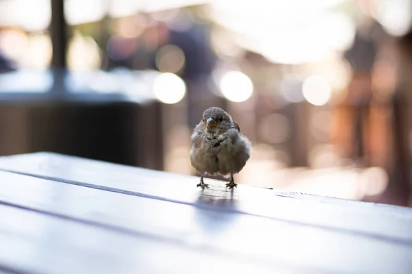 Gorriones urbanos en un café en la mesa. — Foto de Stock