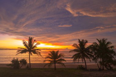 Hindistan cevizi ağaçlarının üzerinde renkli hava manzaralı günbatımı