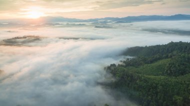 Tropikal yağmur ormanlarında dağın tepesindeki hava sisi ve