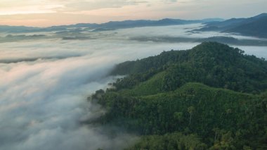 Tropikal yağmur ormanlarında dağın tepesindeki hava sisi ve