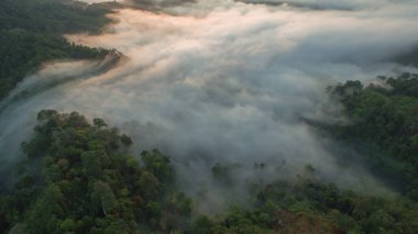 Tropikal yağmur ormanlarında dağın tepesindeki hava sisi ve