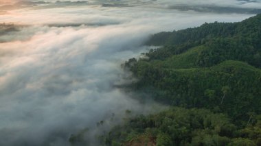 Tropikal yağmur ormanlarında dağın tepesindeki hava sisi ve