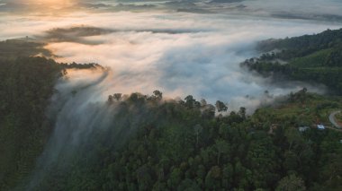 Tropikal yağmur ormanlarında dağın tepesindeki hava sisi ve
