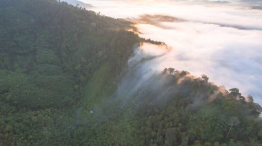 Tropikal yağmur ormanlarında dağın tepesindeki hava sisi ve