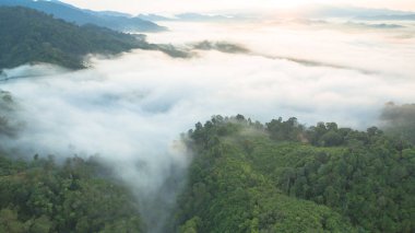 Tropikal yağmur ormanlarında dağın tepesindeki hava sisi ve