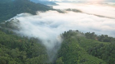 Tropikal yağmur ormanlarında dağın tepesindeki hava sisi ve