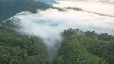 Tropikal yağmur ormanlarında dağın tepesindeki hava sisi ve