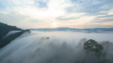 Tropikal yağmur ormanlarında dağın tepesindeki hava sisi ve