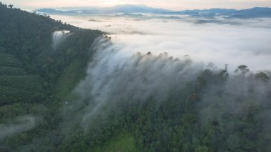 Tropikal yağmur ormanlarında dağın tepesindeki hava sisi ve