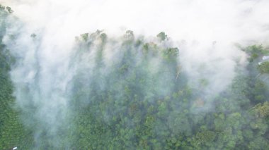 Tropikal yağmur ormanlarında dağın tepesindeki hava sisi ve