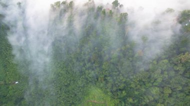 Tropikal yağmur ormanlarında dağın tepesindeki hava sisi ve