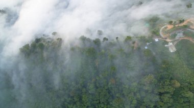 Tropikal yağmur ormanlarında dağın tepesindeki hava sisi ve