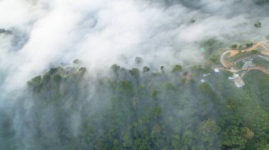Tropikal yağmur ormanlarında dağın tepesindeki hava sisi ve