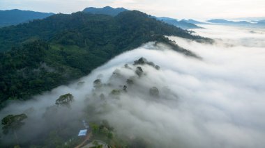 Tropikal yağmur ormanlarında dağın tepesindeki hava sisi ve