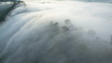 Tropikal yağmur ormanlarında dağın tepesindeki hava sisi ve