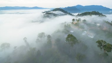 Tropikal yağmur ormanlarında dağın tepesindeki hava sisi ve