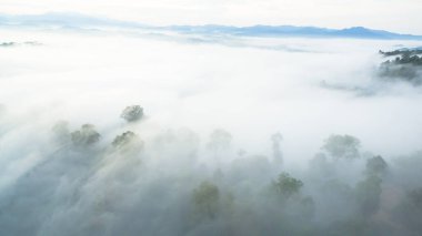 Tropikal yağmur ormanlarında dağın tepesindeki hava sisi ve