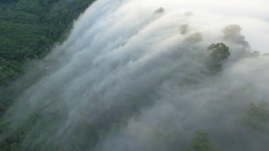 Tropikal yağmur ormanlarında dağın tepesindeki hava sisi ve