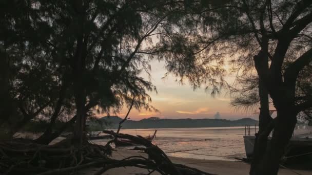 Проміжок Часу Красивий Схід Сонця Проміжку Між Деревами — стокове відео