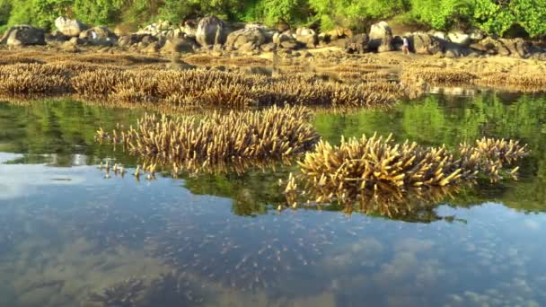 새벽에 Staghorn 상승하고 산호초를 홍수했다 바다에서 자연의 아름다움 — 비디오