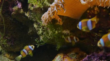 Palyaço balıklarının sualtı dünyası