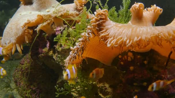 Onderwaterwereld Van Clownvissen — Stockvideo