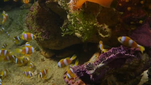 Onderwaterwereld Van Clownvissen — Stockvideo