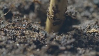 Yeraltına gömülecek tohumlar için bir çukur açmak için bir sopa kullanın kenevir tohumlarını alın ve deliklere yerleştirin ve toprağı kaplayın. Toprağı sulu yapmak için püskürtülmüş su..