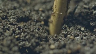 Tohumların yer altına gömülmesi için bir çukur açmak için bir sopa kullanın. Tohumları deliğe koyun ve tohum filizinin üzerindeki toprağı kapayın..